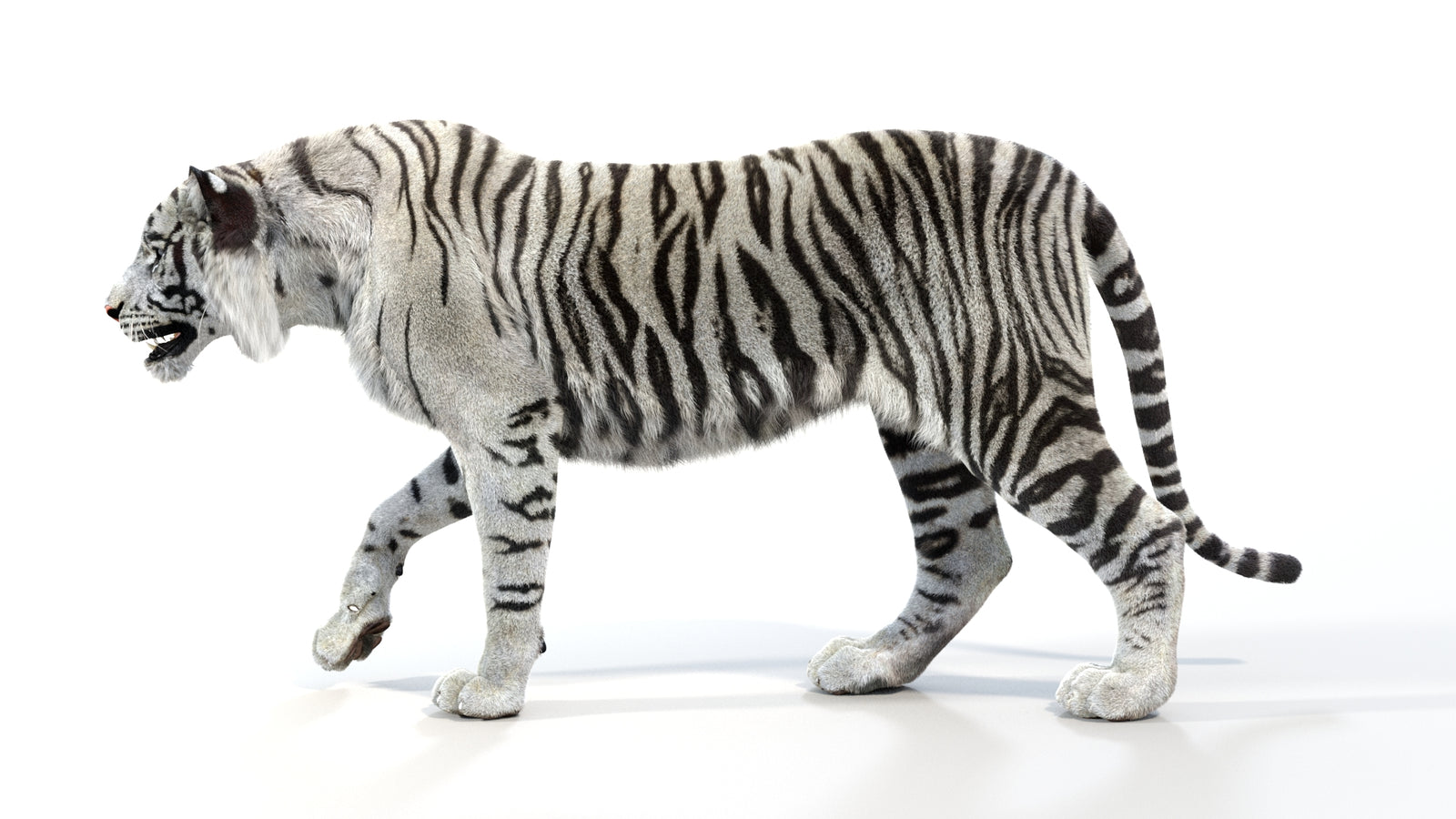Animated White Tiger 3D Model with Fur 360° view 1 frame 27