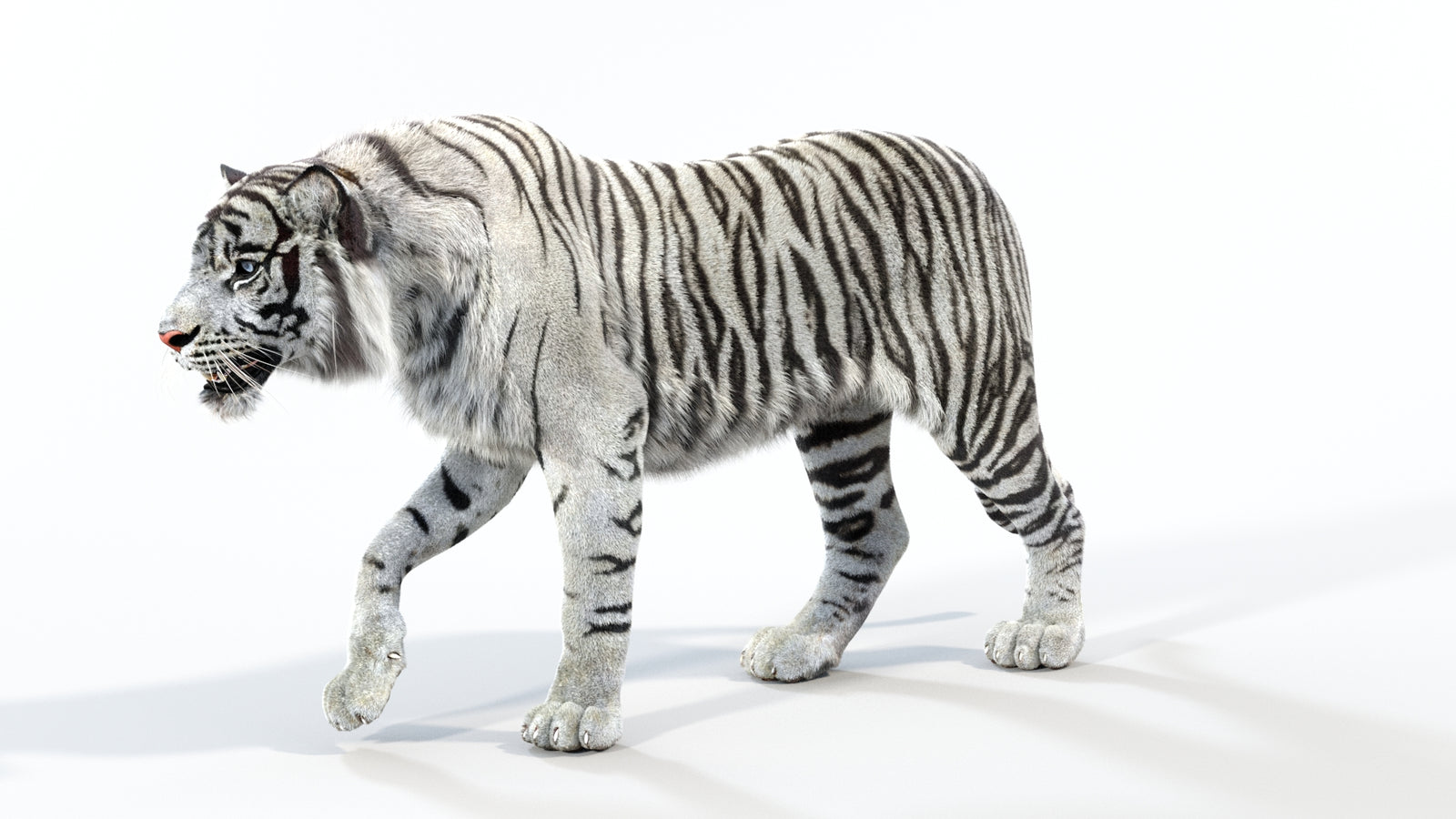Animated White Tiger 3D Model with Fur 360° view 1 frame 31
