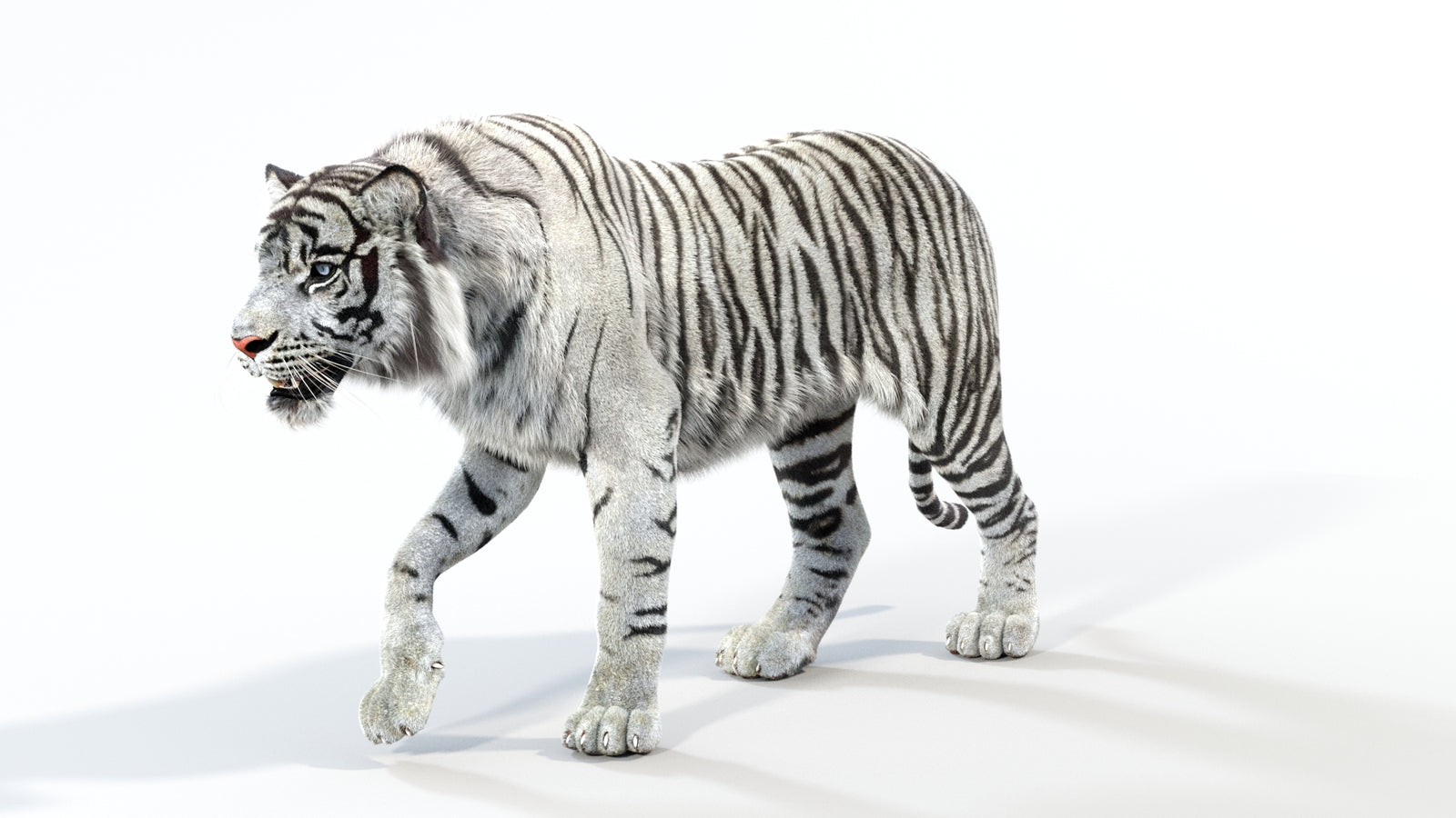 Animated White Tiger 3D Model with Fur 360° view 1 frame 32