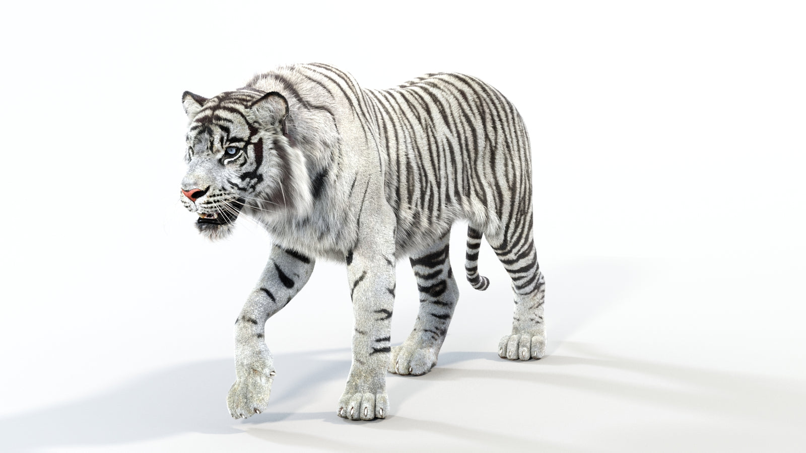 Animated White Tiger 3D Model with Fur 360° view 1 frame 33