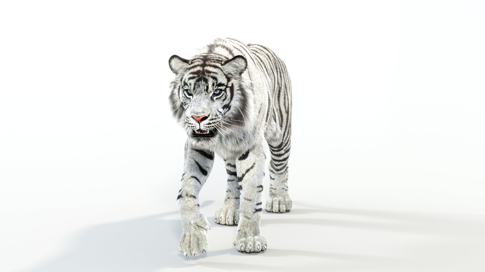 Animated White Tiger 3D Model with Fur 360° view 1 frame 35