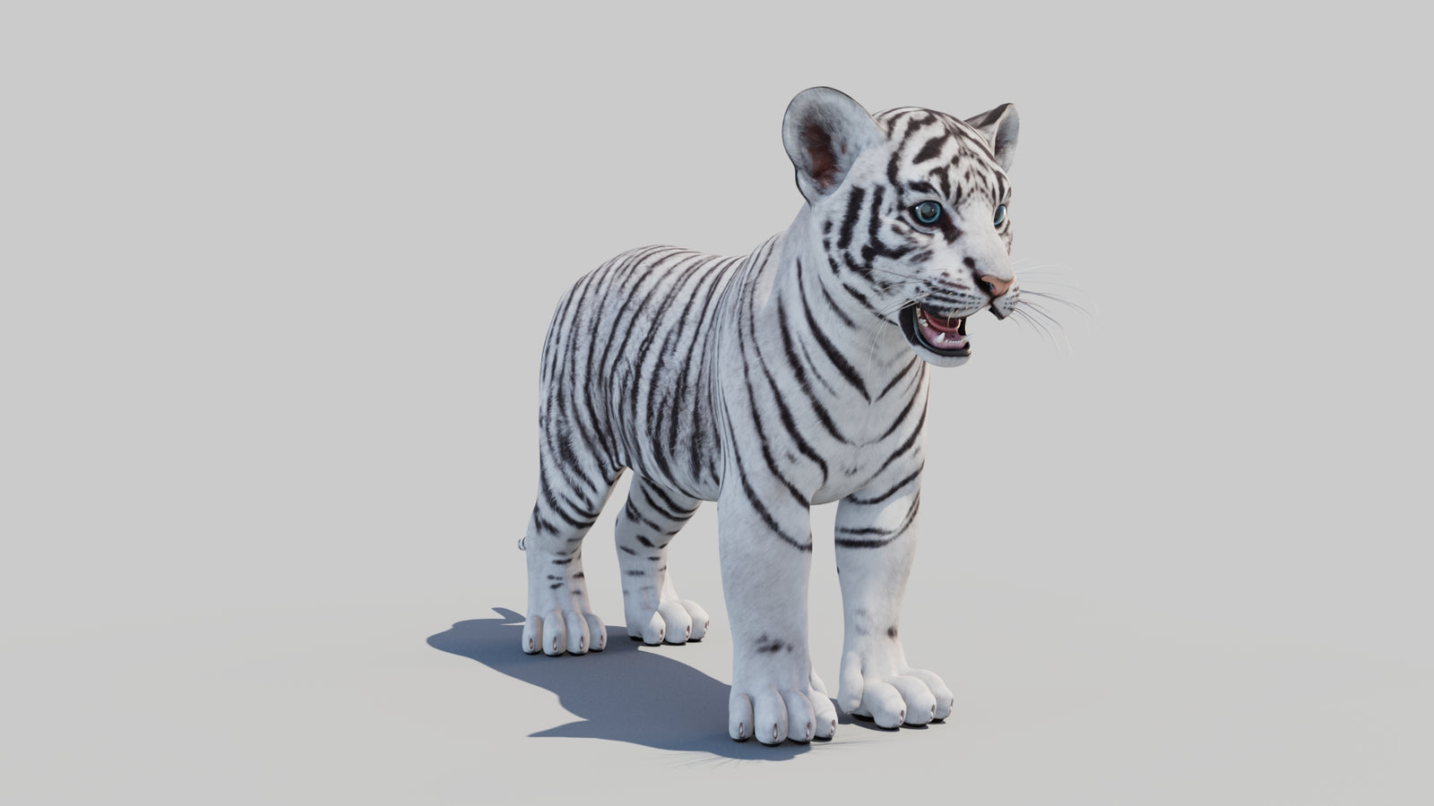 White Tiger Cub 3D Model 360° view 1 frame 3