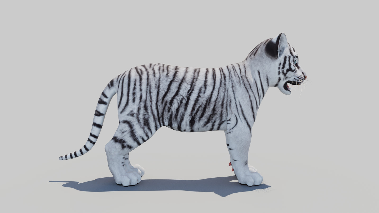 White Tiger Cub 3D Model 360° view 1 frame 9