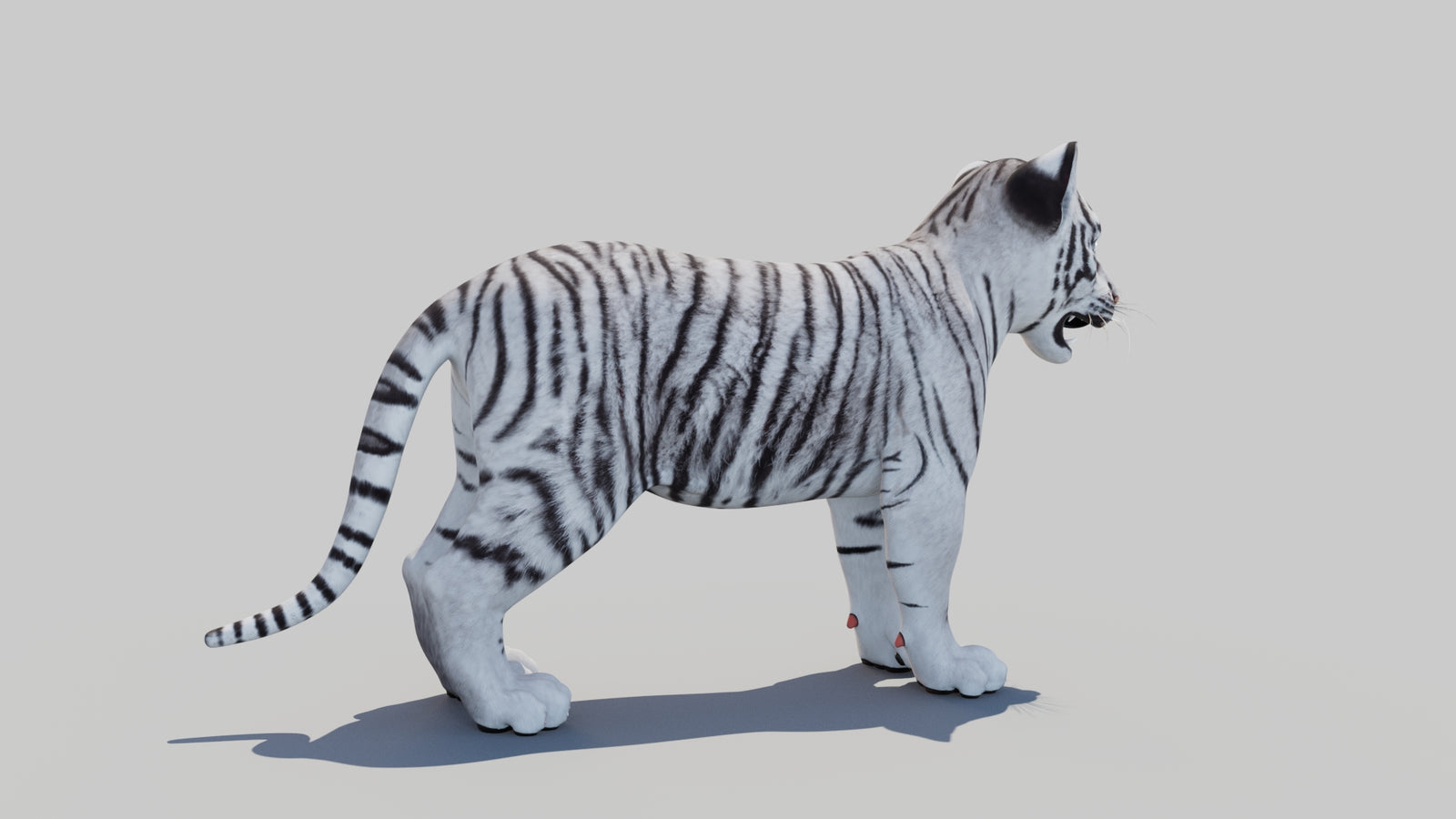 White Tiger Cub 3D Model 360° view 1 frame 11