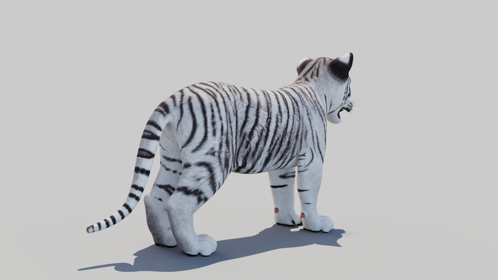 White Tiger Cub 3D Model 360° view 1 frame 13