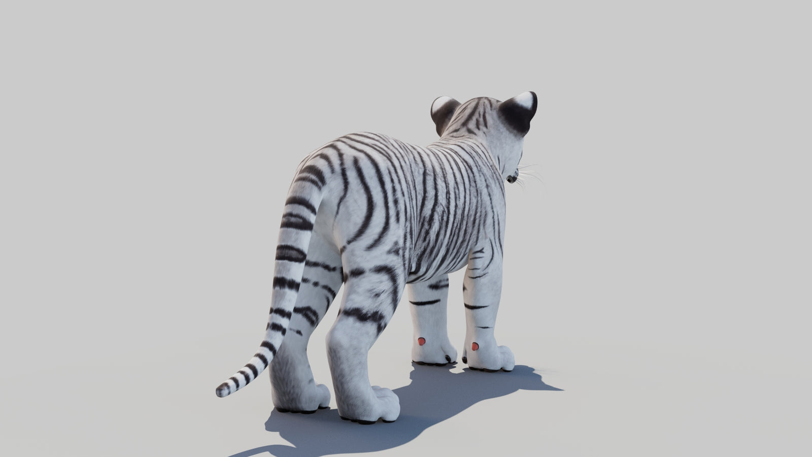 White Tiger Cub 3D Model 360° view 1 frame 15