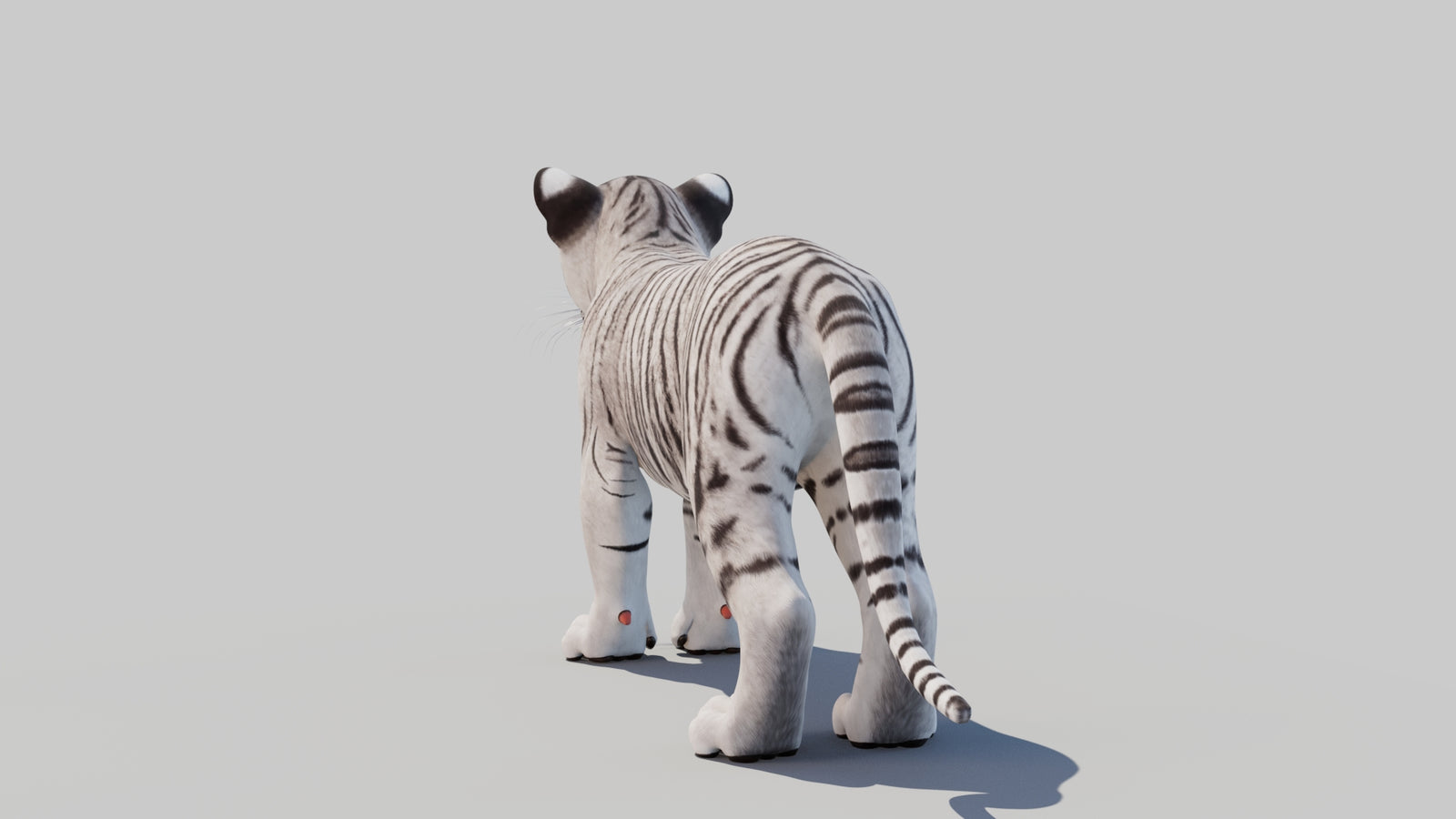 White Tiger Cub 3D Model 360° view 1 frame 20