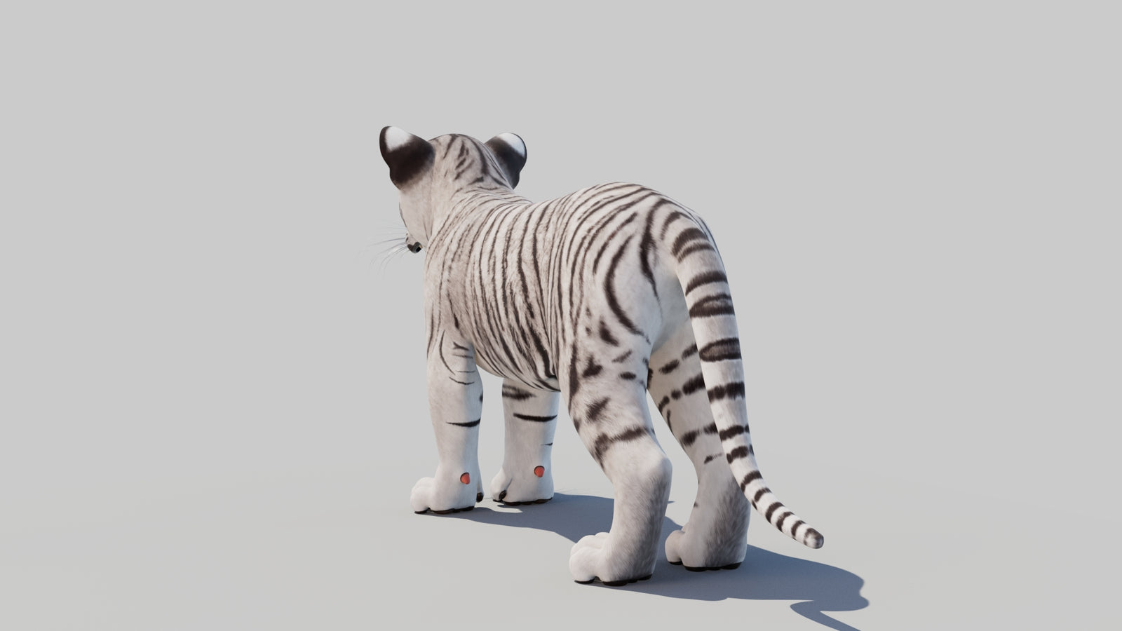White Tiger Cub 3D Model 360° view 1 frame 21