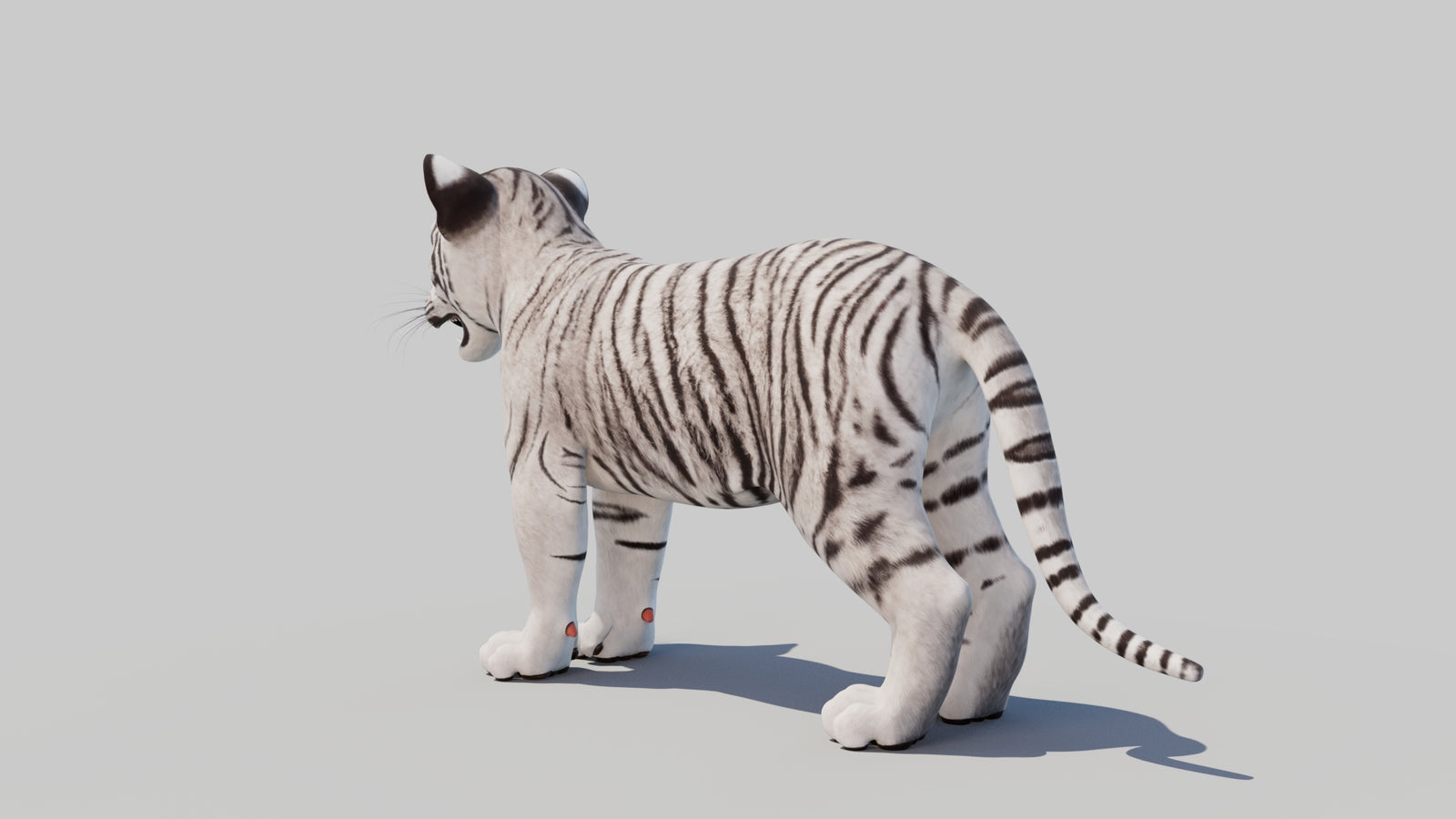 White Tiger Cub 3D Model 360° view 1 frame 23