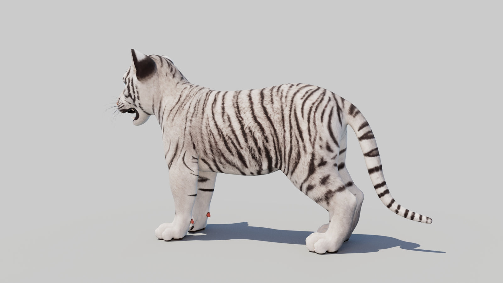 White Tiger Cub 3D Model 360° view 1 frame 25