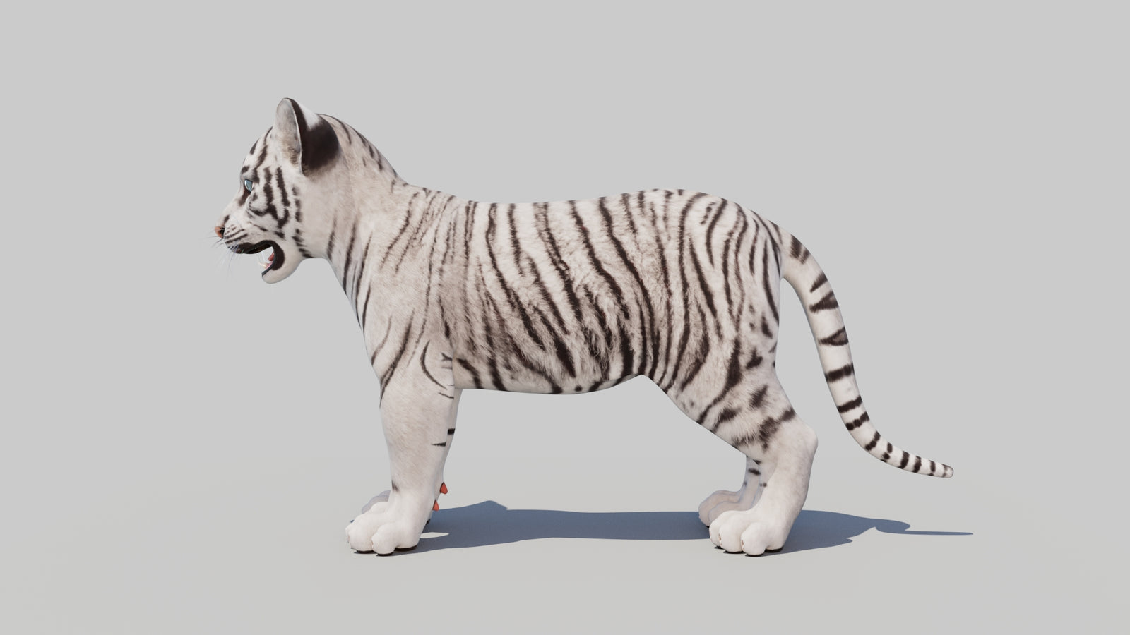White Tiger Cub 3D Model 360° view 1 frame 27