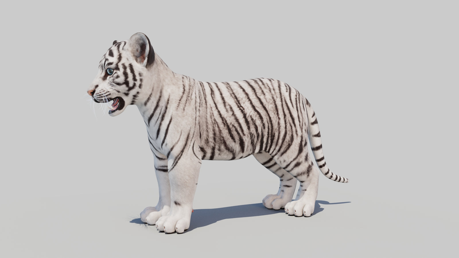 White Tiger Cub 3D Model 360° view 1 frame 30