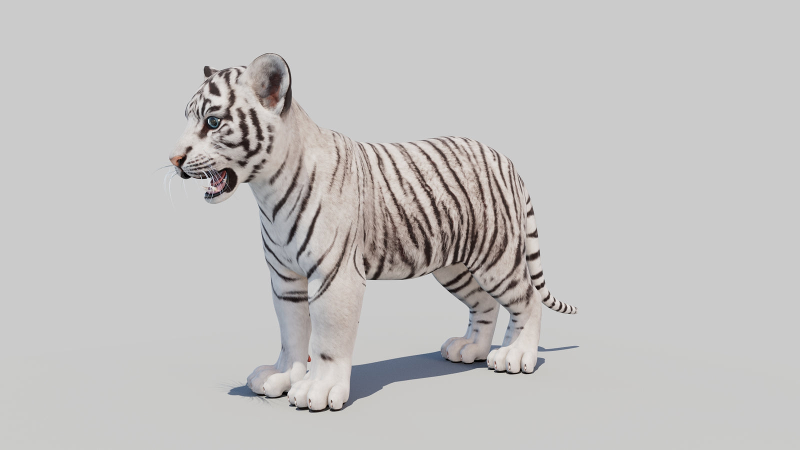 White Tiger Cub 3D Model 360° view 1 frame 31