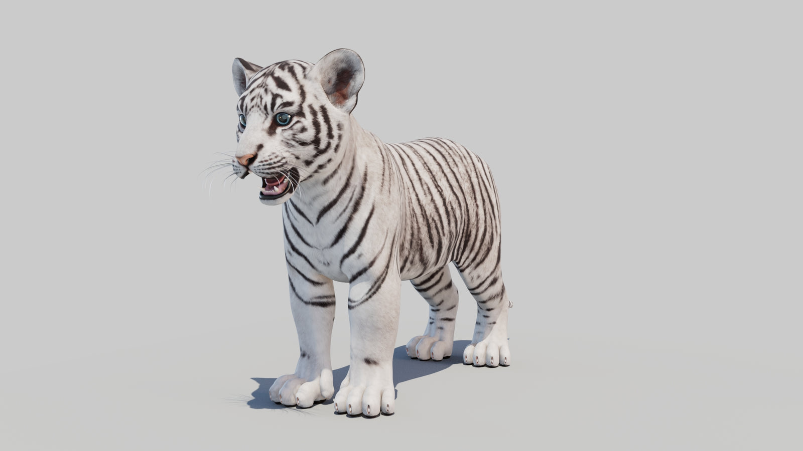 White Tiger Cub 3D Model 360° view 1 frame 33