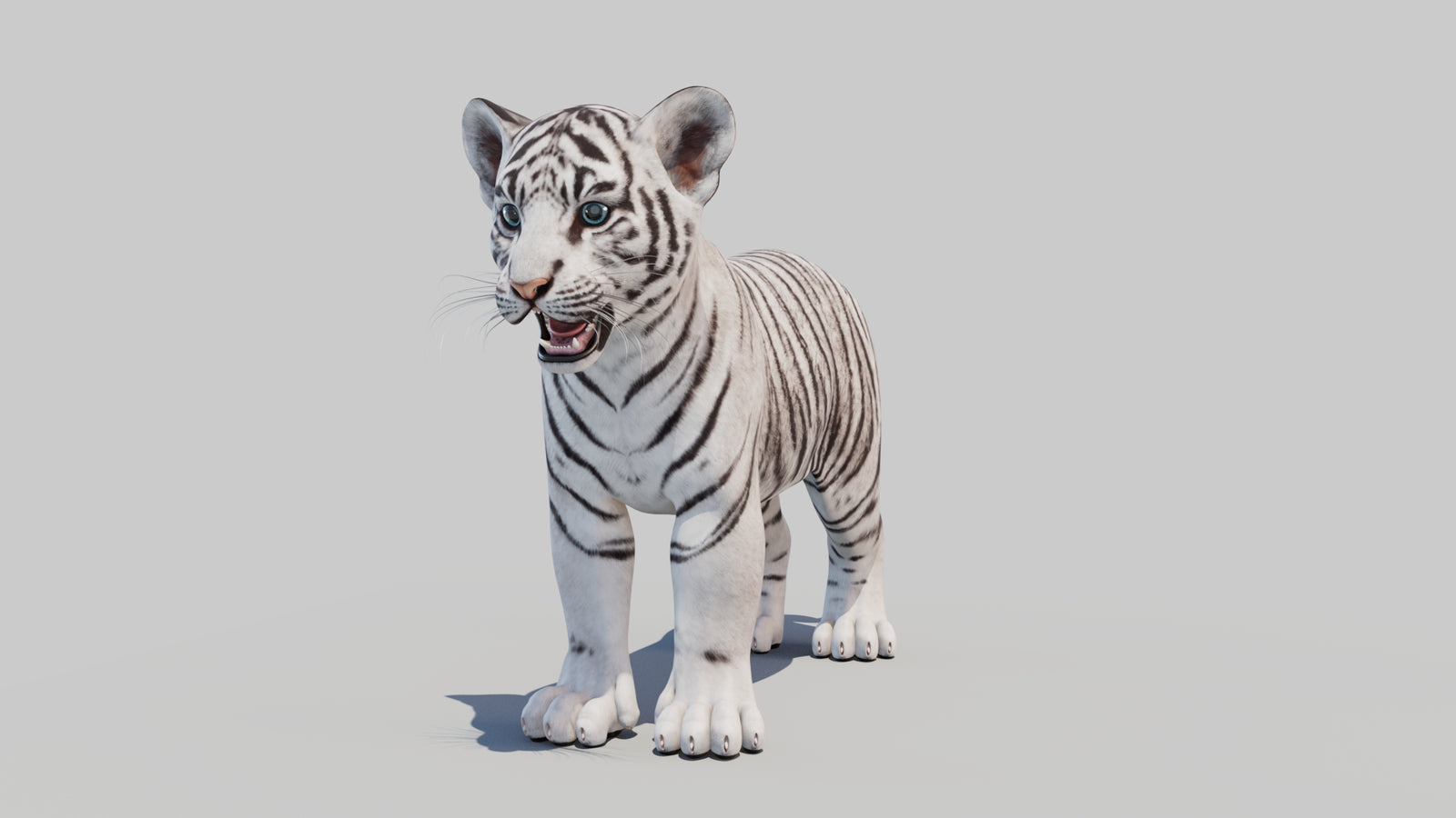 White Tiger Cub 3D Model 360° view 1 frame 34