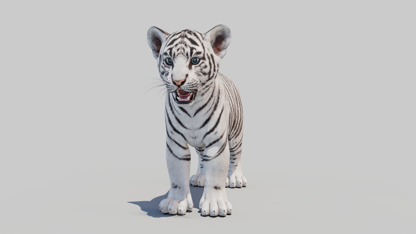 White Tiger Cub 3D Model 360° view 1 frame 35