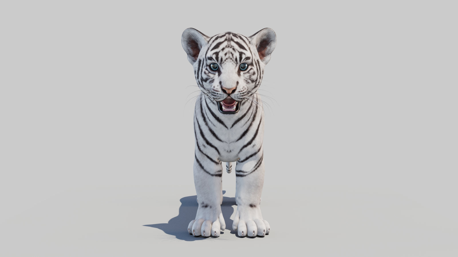 White Tiger Cub 3D Model 360° view 1 frame 36