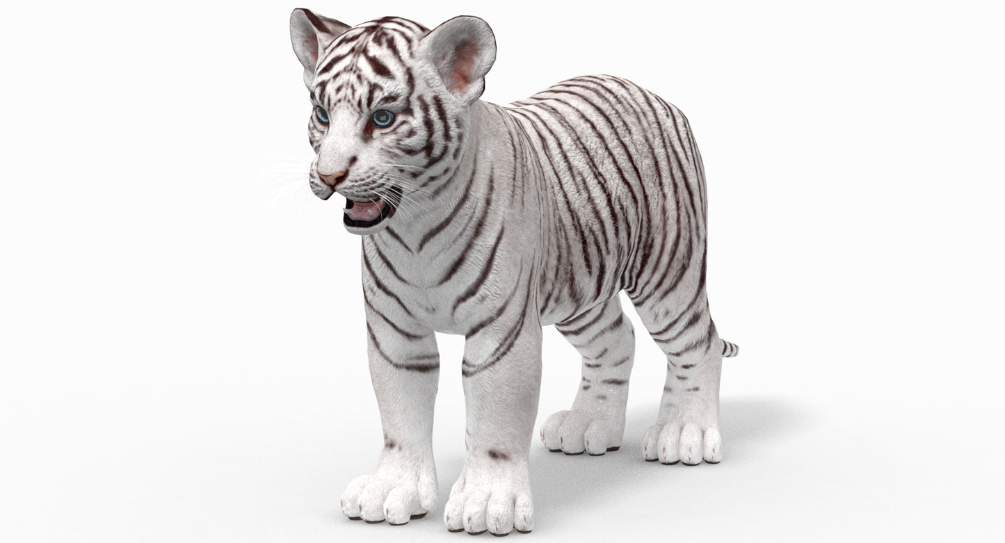 White tiger cub on a white background Mental Ray
