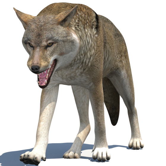 Red Wolf 3d Model Animated PROmax3D - 1