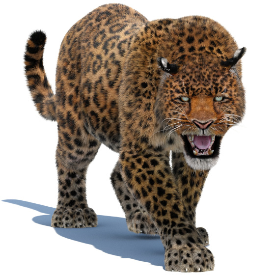 Leopard Animated Fur 3D Model PROmax3D - 1