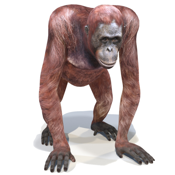 Orangutan Female 3D model PROmax3D - 1