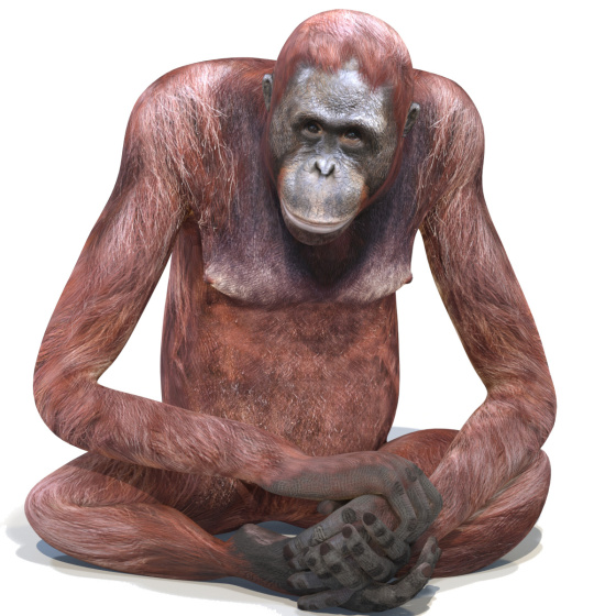 Rigged Female Orangutan 3D Model  - 1