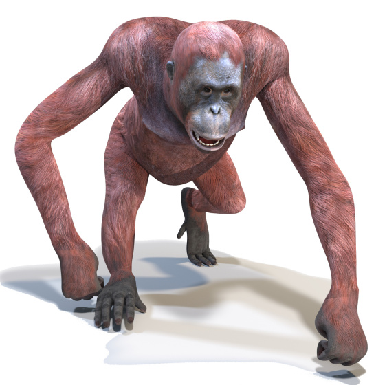 Animated Female Orangutan 3D Model  - 1