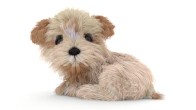 Dog: Maltipoo Dog Puppy Animated 3d Model for Download - 179$ 