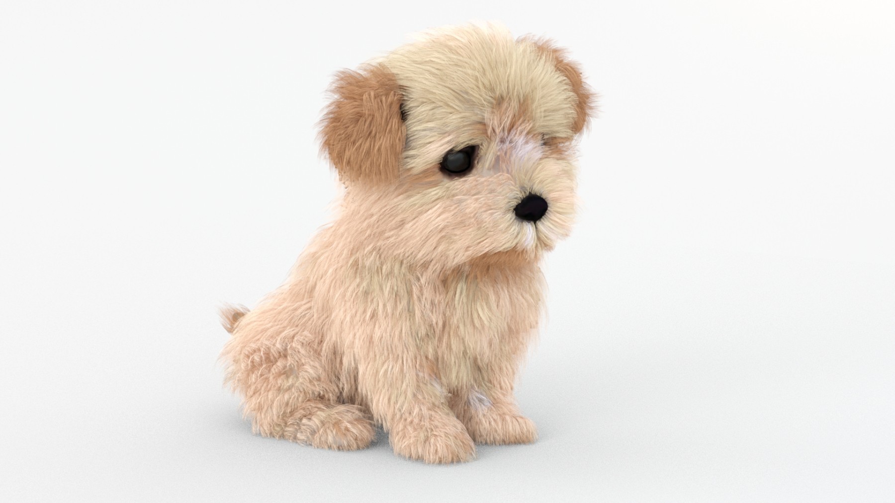 Maltipoo Dog Puppy Animated 3d Model