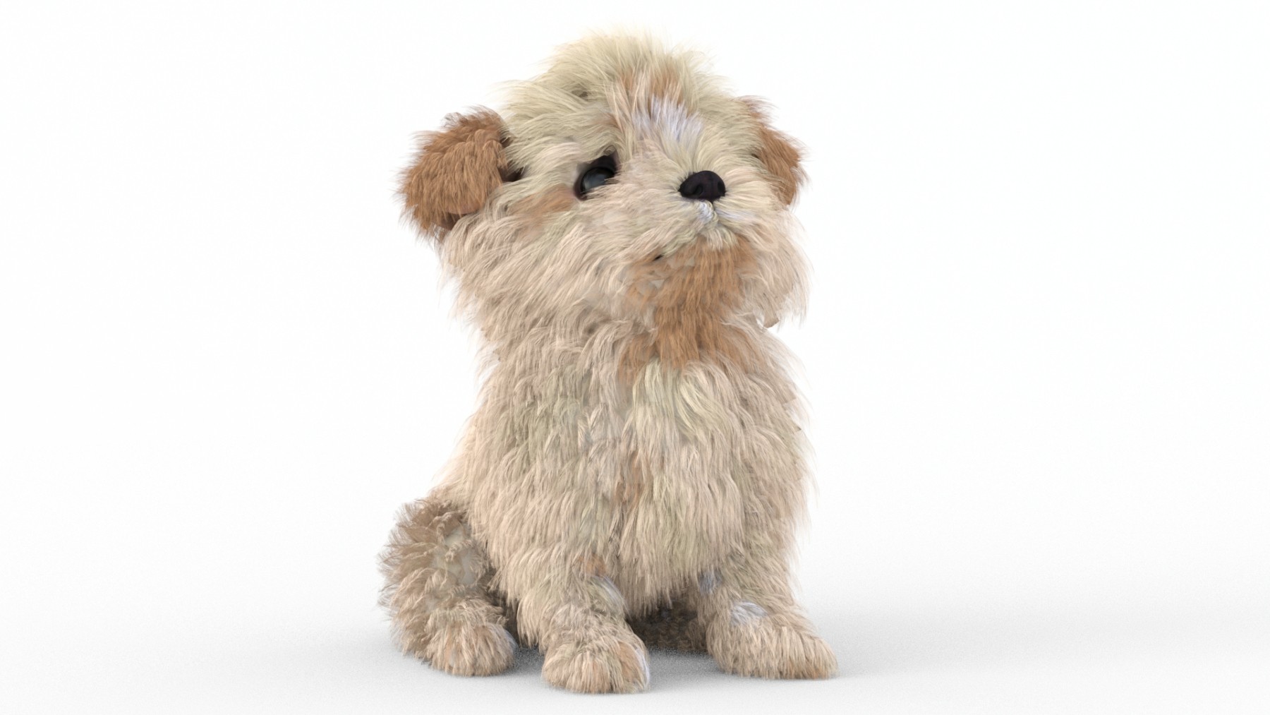 Maltipoo Dog Puppy Animated 3d Model - 2044069 - $239.00