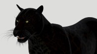 Black Panther: Black Panther 3d Model Animated for Download - 149$ 