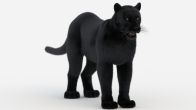 Black Panther: Furry Black Panther 3D Model for Download - 79$ 