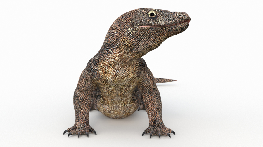Komodo Dragon 3d Model Animated
