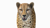 Cheetah: Cheetah 3D Model for Download - 99$ 