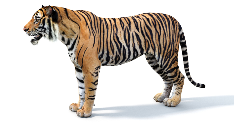 Big Cats 05 3D Model