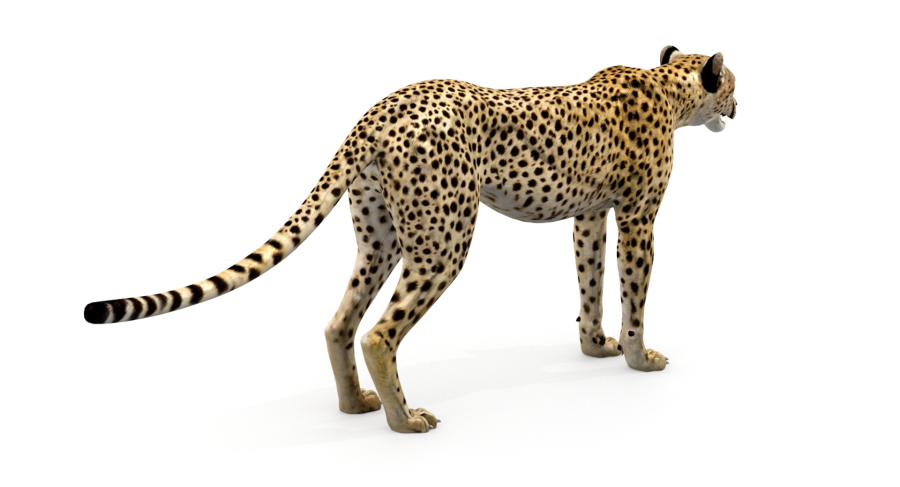 Big Cats 05 3D Model