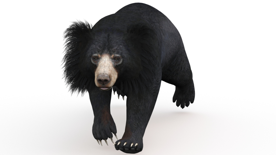 Sloth Bear 3D Model Animated