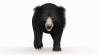 Sloth Bear: Sloth Bear 3D Model Animated for Download - 199$ 