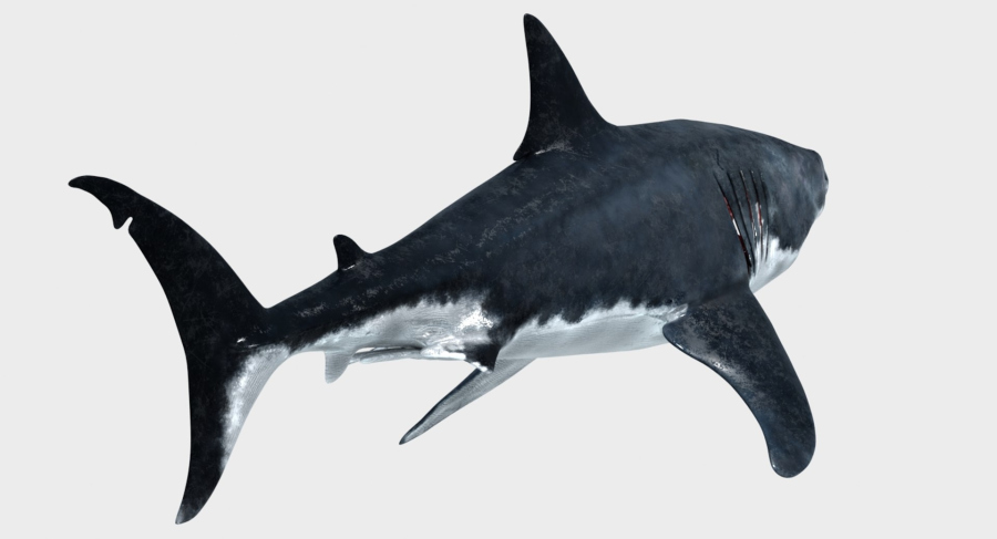 Rigged Great White Shark 3D Model