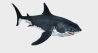 Great White Shark: Rigged Great White Shark 3D Model for Download - 89$ 