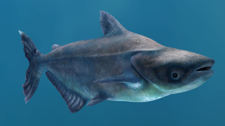 Animated Mekong Giant Catfish 3D Model