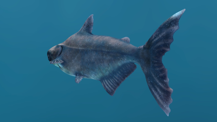 Animated Mekong Giant Catfish 3D Model
