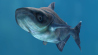 Mekong Giant Catfish: Animated Mekong Giant Catfish 3D Model for Download - 199$ 