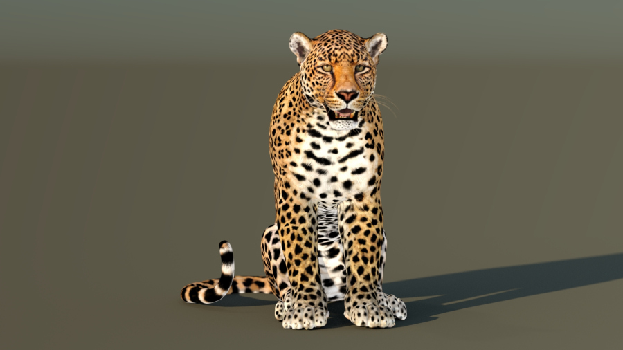 Leopard Rigged 3D Model