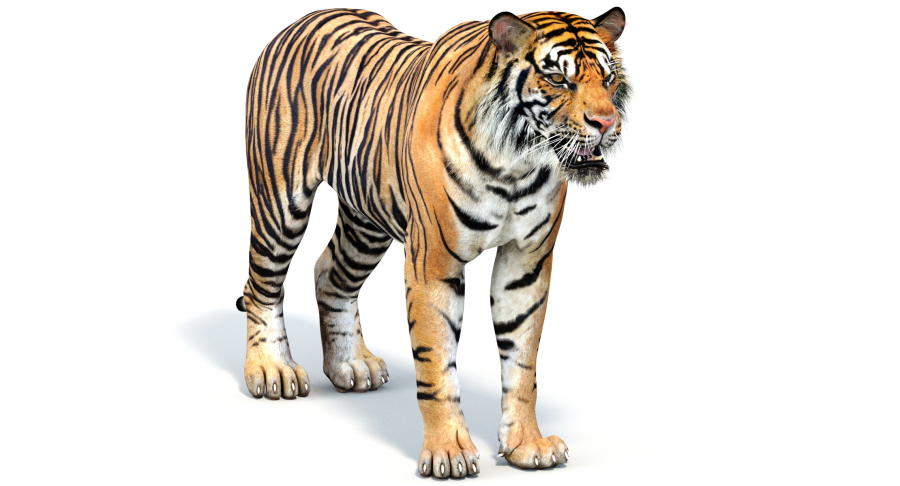 Big Cats 04 3D Model