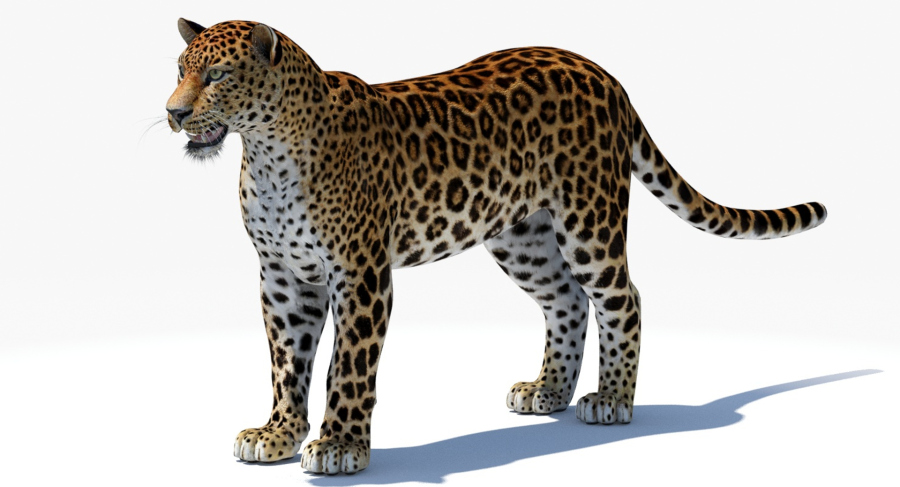 Big Cats 04 3D Model