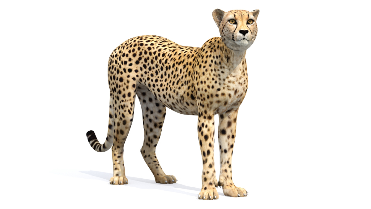 Cheetah 3D Model Animated  - 4