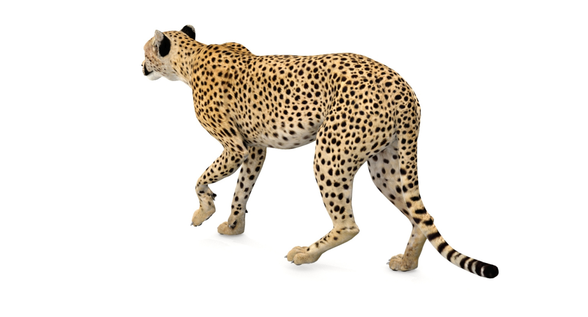 Cheetah 3D Model Animated  - 9
