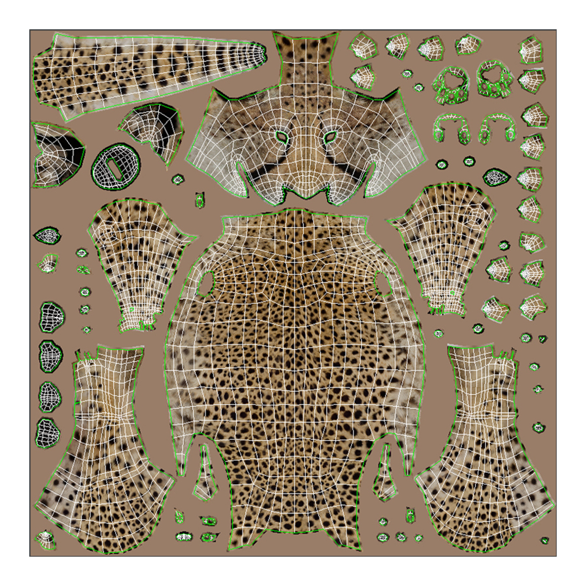 Cheetah 3D Model Animated  - 19