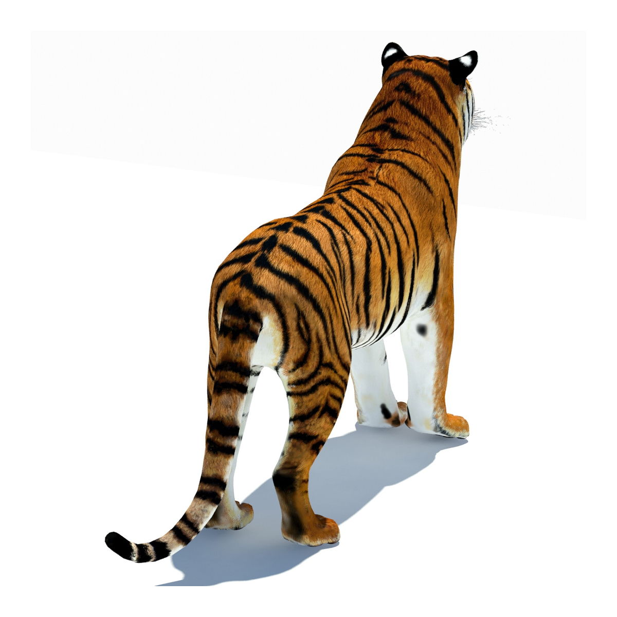 Animated Furry Big Cats 3D Model  - 21